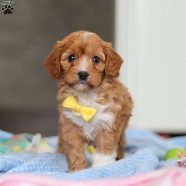 Max, Cavapoo Puppy